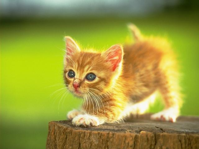 kedi.jpg (31488 bytes)